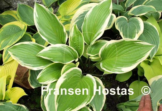 Hosta Lakeside Zesty Zeno